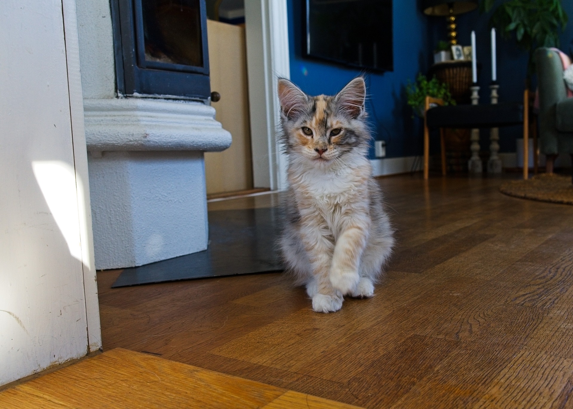 Introducing Shelley