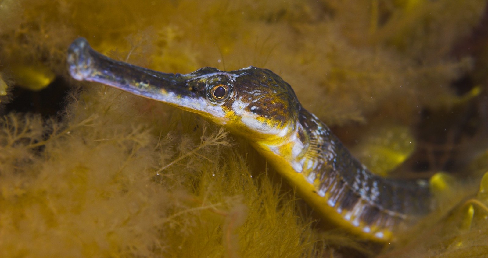 A curious pipefish